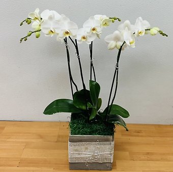 4 SPIKES WHITE PHALAENOPSIS ORCHID PLANTER