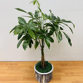 BRAIDED MONEY TREE (PACHIRA)