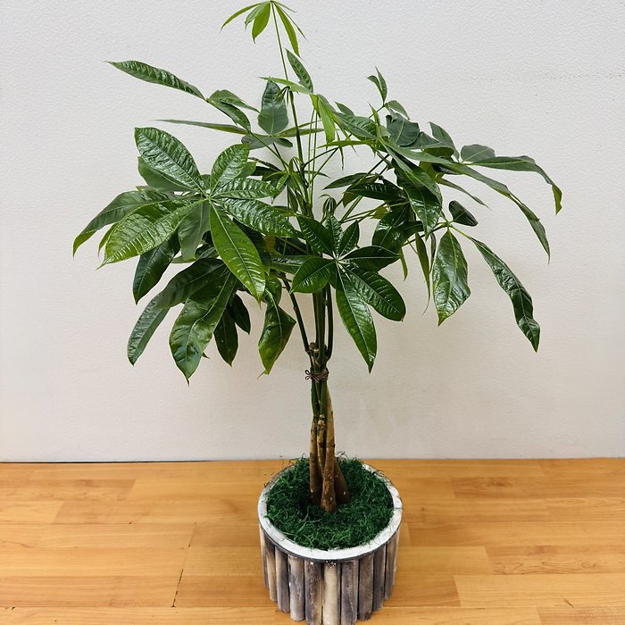 BRAIDED MONEY TREE (PACHIRA)