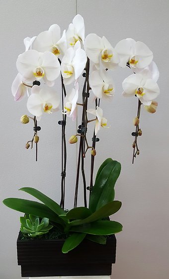 Four Spikes White Cascading  Phalaenopsis Orchid Plant