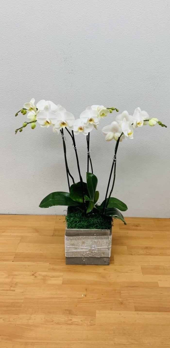 4 SPIKES WHITE PHALAENOPSIS ORCHID PLANTER