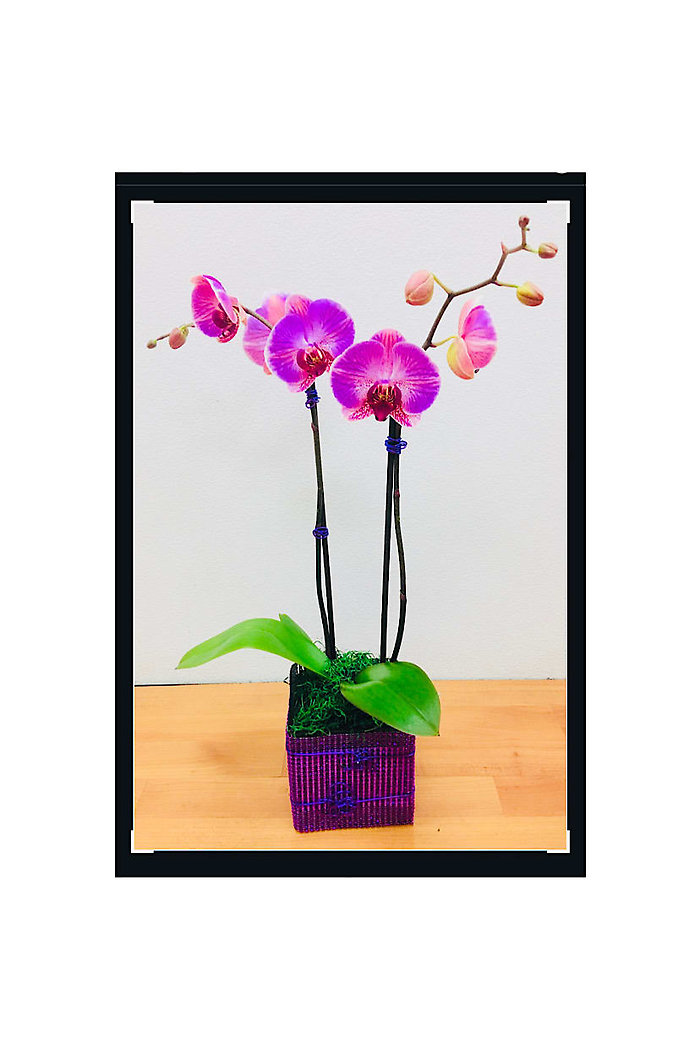 Double Spikes Purple Phalaenopsis Orchid Plant