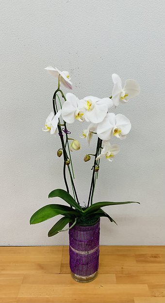 Double Spikes White Cascading Phalaenopsis Orchid Plant