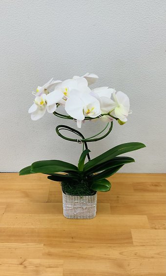 Spiral Phalaneopsis Orchid Plant