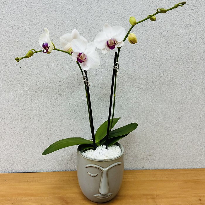 MINI PHALAENOPSIS ORCHID