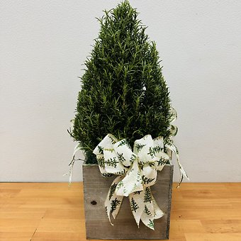 Rosemary Christmas Tree