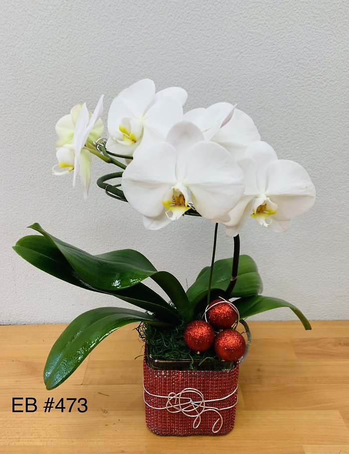 Spiral White Phalaenopsis Holiday Orchid
