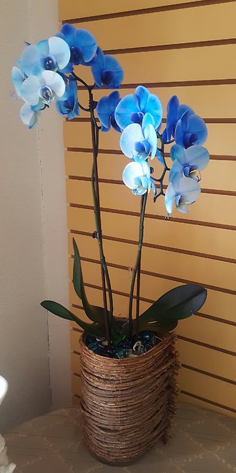 Double Spikes Blue Cascading Phalaenopsis Orchid Plant