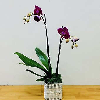 Double Spikes Purple Phalaenopsis Plant