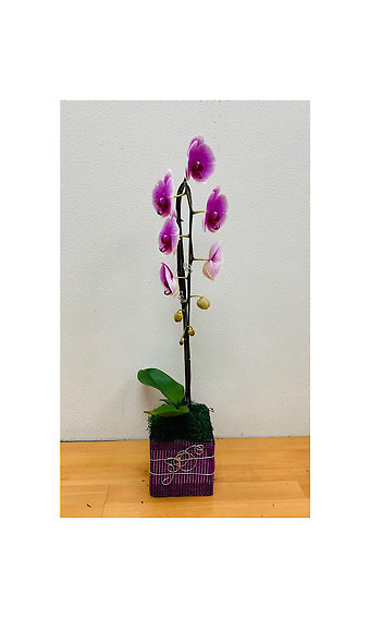 Purple Cascading Phalaenopsis Orchid Plant