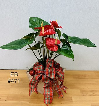Red Holiday Anthurium