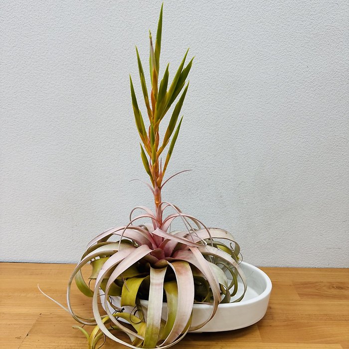 Tillandsia (Air Plant)